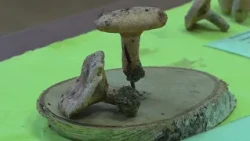 U Kragujevcu izloženo 169 primeraka gljiva, među njima i retki tartufi