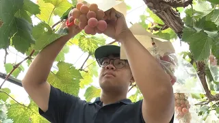 [Light of the Future #6] Researching Grapes! Fruit Tree Major [Takamatsu Agricultural High School...