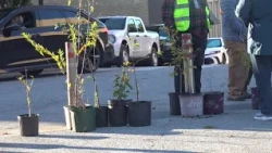 Fayetteville hosts 28th annual Celebration of Trees
