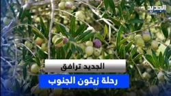 From the Fields to the Presses... Al Jadeed Follows the Journey of Southern Olives