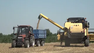 Galambos diákok búzájából készül az ünnepi kenyér augusztus 20-ára