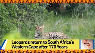 Leopards return to South Africa’s Western Cape after 170 Years