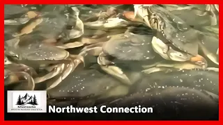 Northwest Connection - Ep. 26-063 - Archive - Dungeness Crab - Host: Robert Pictou