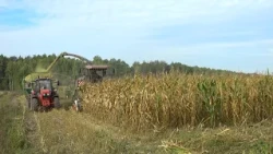 Corn harvesting underway in the Pinsky District