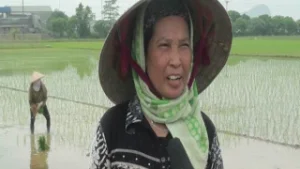 Hà Nam ( HIệu quả của chương trình  cung ứng phấn bón trả chậm cho nông dân)