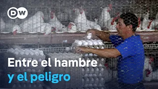 Eggs are becoming a staple in Latin America, but they are also sparking fear