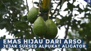 EMAS HIJAU ARSO I: SUKSES BUDIDAYA ALPUKAT ALIGATOR DI KABUPATEN KEEROM