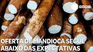 Cassava supply remains below expectations
