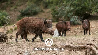 Ratari očajni zbog divljih svinja: “Situacija je izmakla kontroli” | Dnevnik Nove TV
