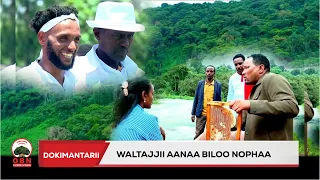 Dhandhama Waltajjii Aanaa Biloo Nophaa