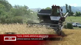 Dağ kombaynlarının az olması Lerikdə taxıl biçinini gecikdir