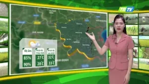 THỜI TIẾT NÔNG VỤ THÁI BÌNH 21/06/2025 - Thái Bình TV
