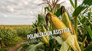 Assisted pollination: Multiply your corn harvest - TvAgro by Juan Gonzalo Angel