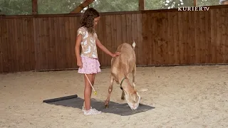 When Words Fail Children, These Animals Help
