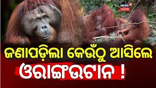ଜଣାପଡ଼ିଲା କେଉଁଠୁ ଆସିଲେ ଓରାଙ୍ଗଉଟାନ ! How Did 5 Orangutan Babies Reach Odisha's Bhograi?