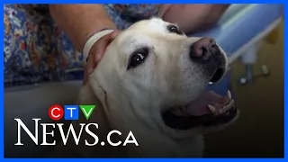 Therapy dog in Greece brings comfort to cancer patients