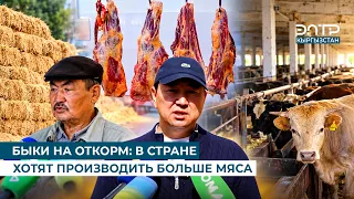 БЫКИ НА ОТКОРМ: В СТРАНЕ ХОТЯТ ПРОИЗВОДИТЬ БОЛЬШЕ МЯСА