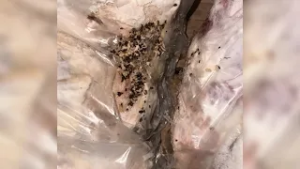 „კულასა“ და  „ბატონოს“  დირექტორს  ივანე გოგლიძეს წინასწარი პატიმრობა შეუფარდეს