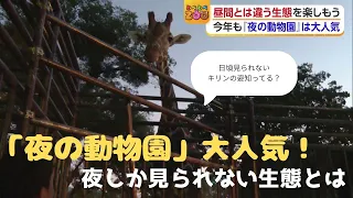 [Tobetobe ZOO] A rookie reporter experiences it! The "nighttime zoo" is fun!