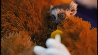La emotiva historia de una cría de lémur que sale adelante junto a su peluche - laSexta Noticias