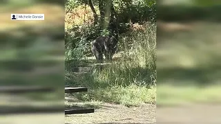 Utah officials urge caution after fifth bear encountered in the past week