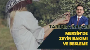 MERSİN'DE ZEYTİN YETİŞTİRİCİLİĞİ I TARIMDA BAŞARI