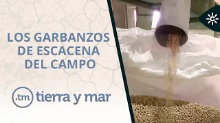 Tierra y mar | Los garbanzos de Escacena del Campo
