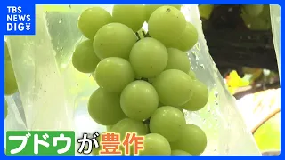 This year is a bumper crop of autumn delicacies! Shine Muscat grapes, chestnuts, and lotus root! ...