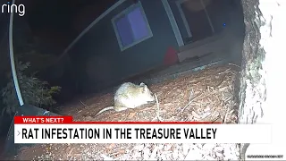 Idahoans left to deal with rat problem in the Treasure Valley for another year