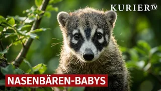 Too cute for words: Four little coatimundis take over Schönbrunn