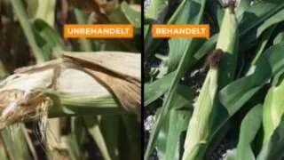 08/31/26_Corn_Farming_Global_Greens