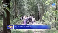 Tây Ninh tăng diện tích rừng trồng mới