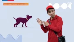 Stray dogs lead in dog bite incidents on the streets of Antofagasta