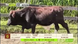 Tu vitrina ganadera- TvAgro por Juan Gonzalo Angel