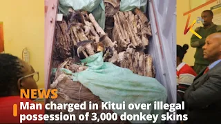Man charged in Kitui over illegal possession of 3,000 donkey skins