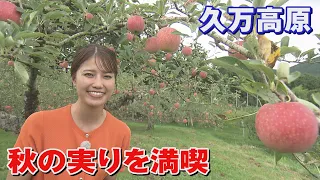 Autumn Flavors Galore in Kumakogen! Apple Picking, Chestnut Gathering, and Stone-Oven Pizza