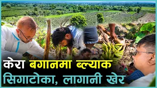 पश्चिम नवलपरासीको केराखेतीमा ब्ल्याक सिगाटोको प्रकोप | Kantipur Samachar