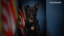 Penryn operation lasts 8 to 9 hours before suspect and canine are shot