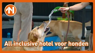Deze honden gaan luxer op vakantie dan jij