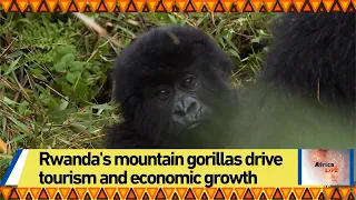 Rwanda's mountain gorillas drive tourism and economic growth