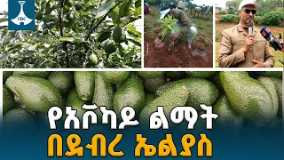 በደብረ ኤልያስ ከእርሻ ጎን ለጎን በአቮካዶ ልማት የተመዘገበው ስኬት | Green Legacy | Debre Elias | Avocado Production