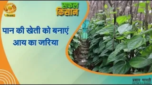 Safal Kisan | सफल किसान: पान की खेती को बनाएं आय का जरिया | DD Kisan | March 05, 2026