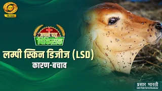 Apna Pashu Chikitsak: Lumpy Skin Disease (LSD) | Causes, Symptoms, and Prevention | DD Kisan
