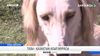 Тазы – қазақтың асыл мұрасы