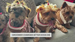 Groomer charged after 4 dogs die