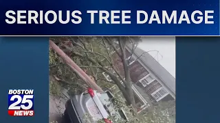 Mass. family rocked by 'huge boom' as massive tree crashes down outside home during nor'easter