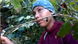 Rural women boost agricultural tasks in #Baracoa