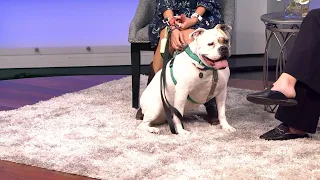 Energetic and friendly 5-year-old bulldog-mix needs a forever home