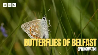Butterflies and Moths Hiding in Plain Sight