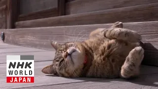 Oita: Warming Up in Yufuin - A Cat's-Eye View of Japan